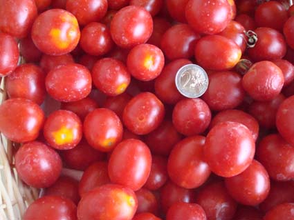 tomate-crovarese-1190290952b-31e5b5c.jpg