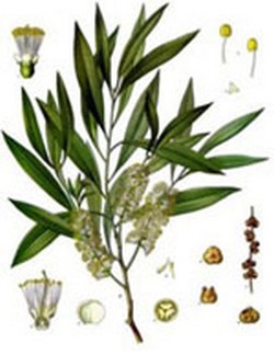 Suite de la radiothérapie Tea-tree-3-3054a3e