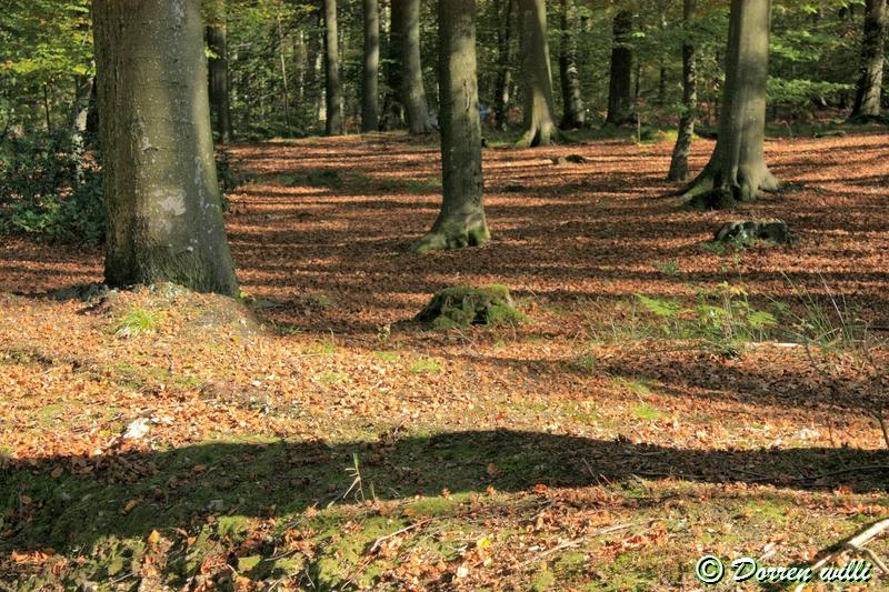 promenade sur les fagnes et alentours ( jalhay ) le 16-oct-2011 Dpp_jalhay---16-o...1---0015-2dd6dea