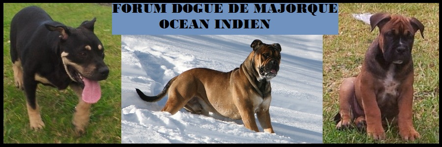 Forum Dogue de Majorque Océan Indien